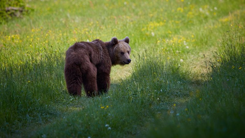 Peut-être cet ours laissera-t-il une empreinte ?