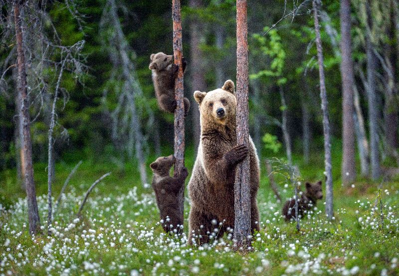 Une maman ours et ses petits dans le noir.