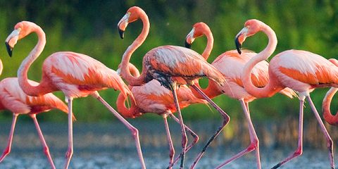 Les 10 meilleurs parcs animaliers de France