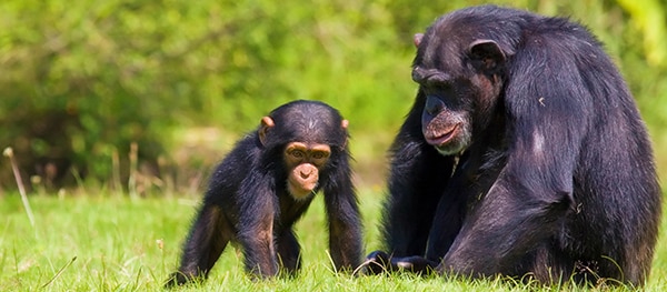 La Fôret des Singes