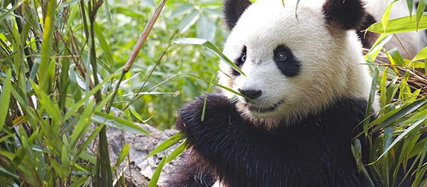 ZooParc de Beauval