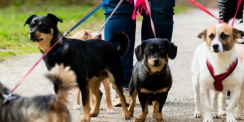 Que faire avec vos animaux domestiques pendant les vacances ?