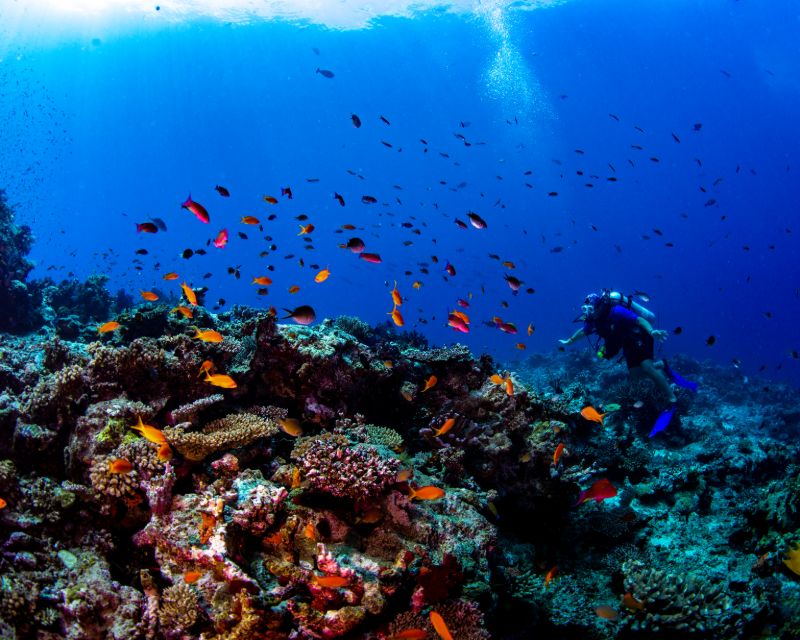 Découvrez la vie sous-marine de l’Adriatique.