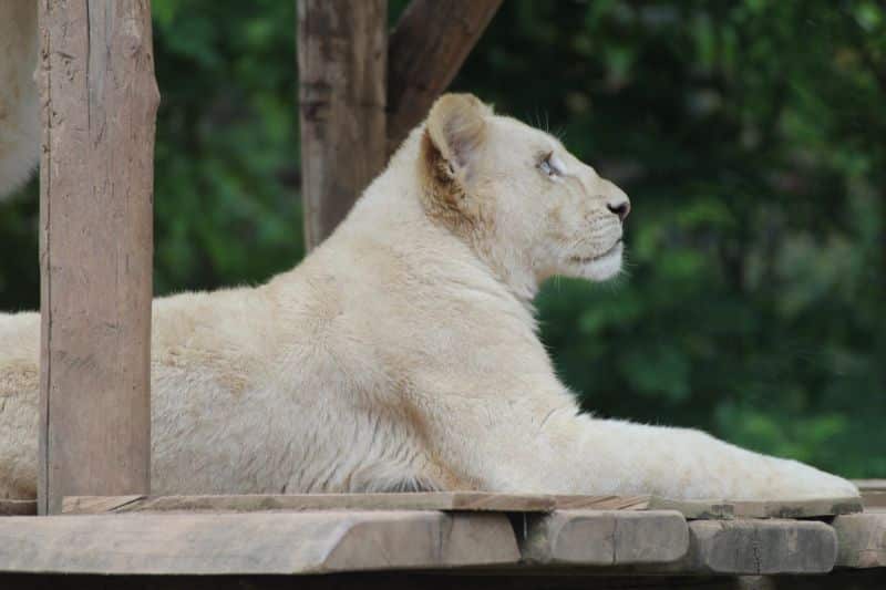 Zoo d'Amnéville