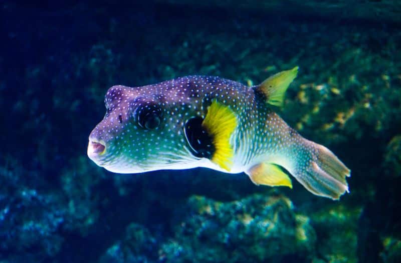 Aquarium La Rochelle