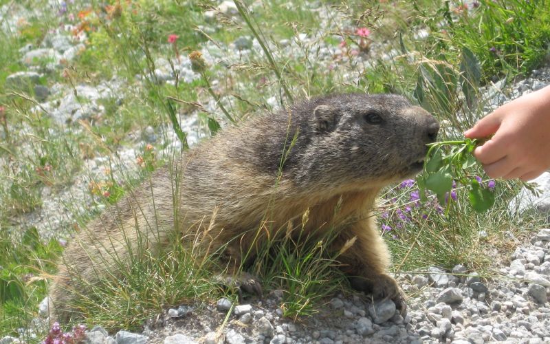 Marmottes dans les Ecrins