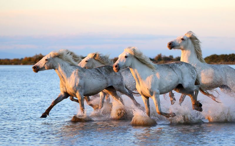 Camargue