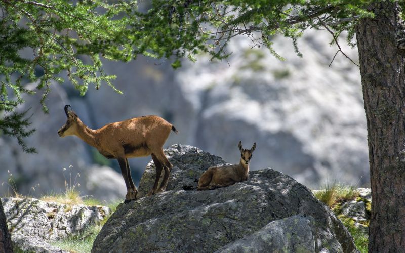 Le Parc national du Mercantour